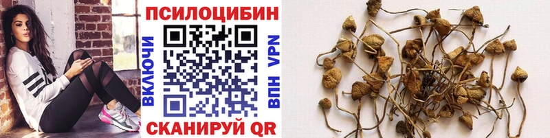 наркошоп Дыгулыбгей Галлюциногенные грибы Psilocybe